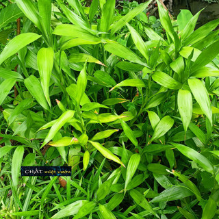 Cây phát tài GIỐNG 30-45cm (cành không rễ)