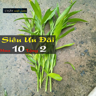 Cây phát tài giống 30-45cm