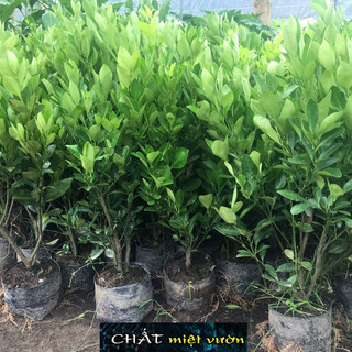 Cây Tắc Bánh Xe bầu chiết cành - tắc giống mới trái siêu to