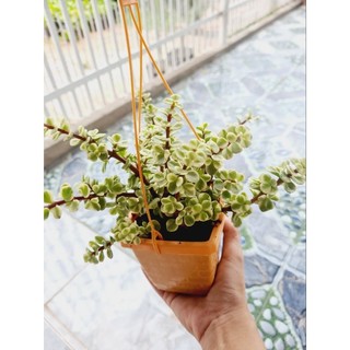 Sen Đô la ( lá ngọc cành vàng)