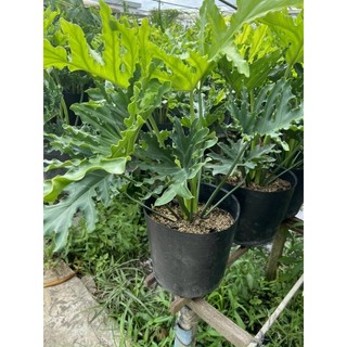 Trầu Bà Thanh Xuân(tặng kèm phân bón)