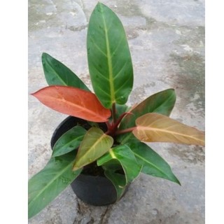Trầu Bà Đế Vương đỏ