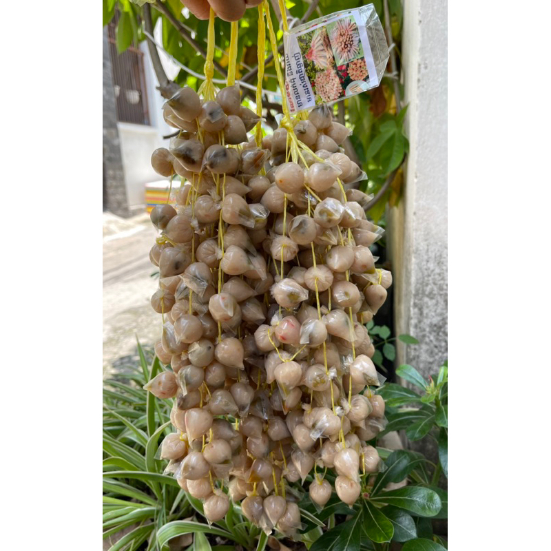 Nem chua cá thác lác Campuchia siêu hot hit