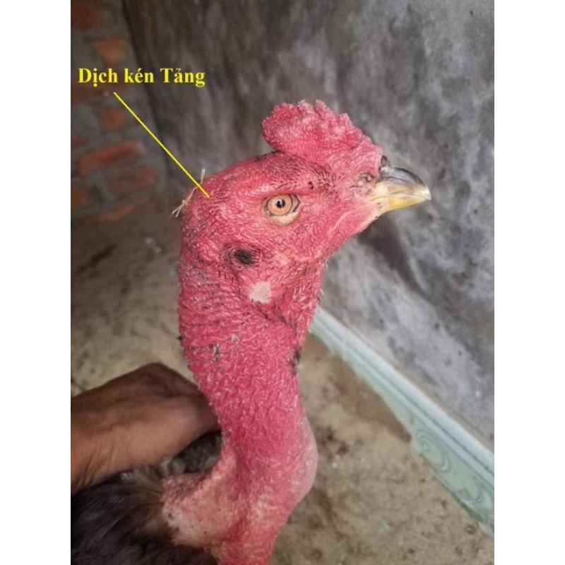 Tiêu sưng ,tiêu kén gà chọi.