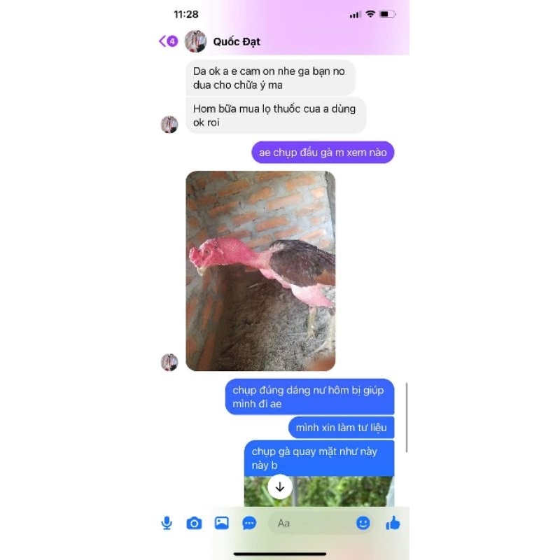 Tiêu sưng ,tiêu kén gà chọi.