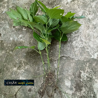 Bó 10 cành lá lốt giống (cao 20-40cm)