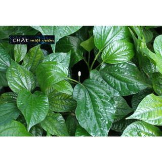 Combo 10 c.â-y lá lốt giống (Giống Rễ Trần cao 20-40cm)