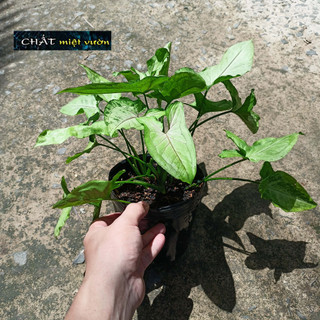 Cây trầu bà tróc bạc