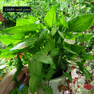 Cây trầu bà tróc bạc (cây giống cao 20-30cm)