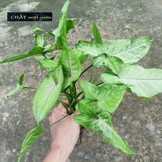 Cây trầu bà tróc bạc (cây giống cao 20-30cm)
