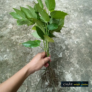 Combo 10 c.â-y lá lốt giống (Giống Rễ Trần cao 20-40cm)