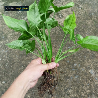 Cây trầu bà tróc bạc (cây giống cao 20-30cm)
