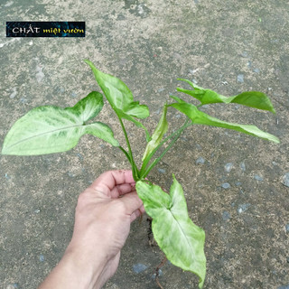 Cây trầu bà tróc bạc (cây giống cao 20-30cm)