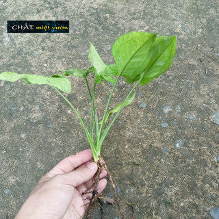 Cây trầu bà tróc bạc (cây giống cao 20-30cm)