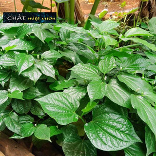 Bó 10 cành lá lốt giống (cao 20-40cm)