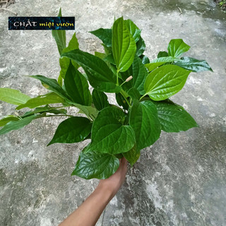 Bó 10 cành lá lốt giống (cao 20-40cm)