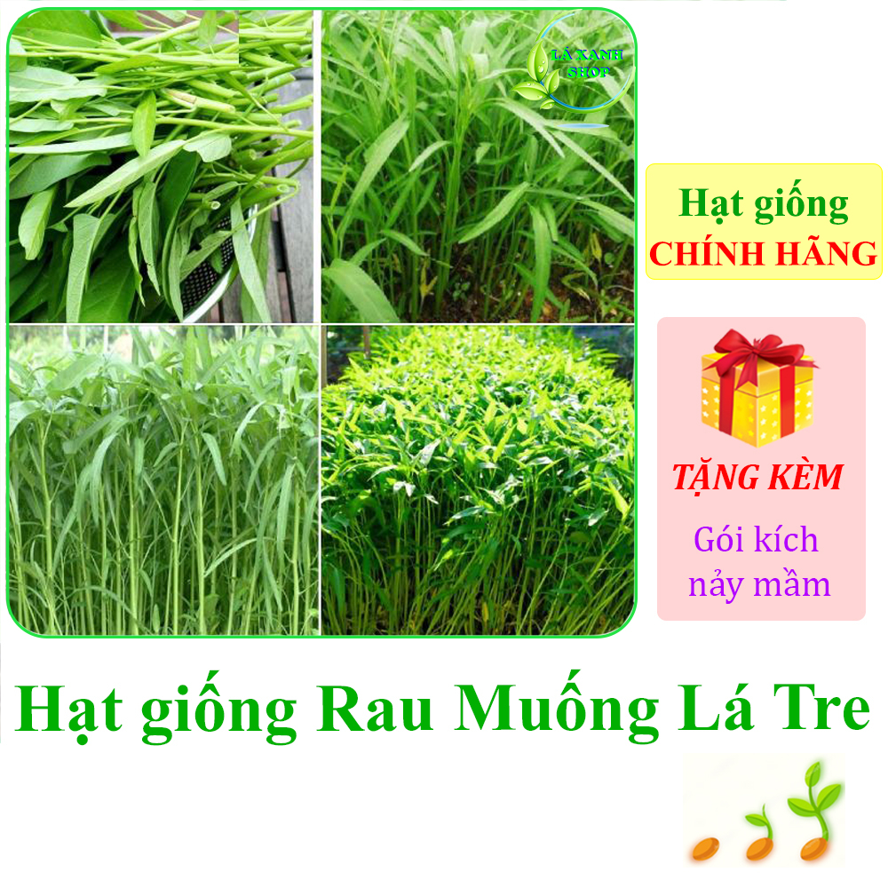 Hạt Giống Rau Muống Lá Tre Dễ Trồng, Sinh Trưởng Tốt, Năng Suất Cao (gói 50 gr) - Hạt giống Rạng Đông