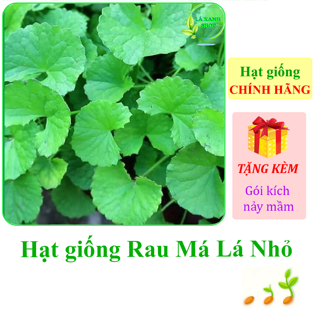 Hạt giống Rau Má Lá Nhỏ Trồng Quanh Năm, Thu Hoạch Nhiều Lần (gói 1 gram) - Hạt giống Rạng Đông