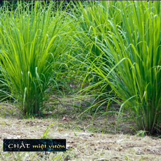 Cây Sả giống