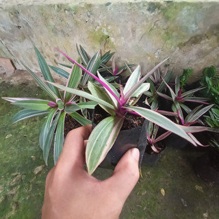 Cây Sò Huyết giống - Ngọc Trai giống - Lẻ Bạn giống
