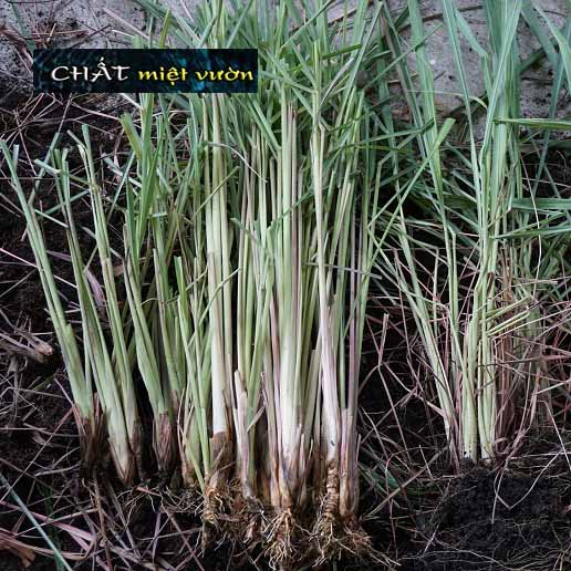 Combo 10 cây sả giống