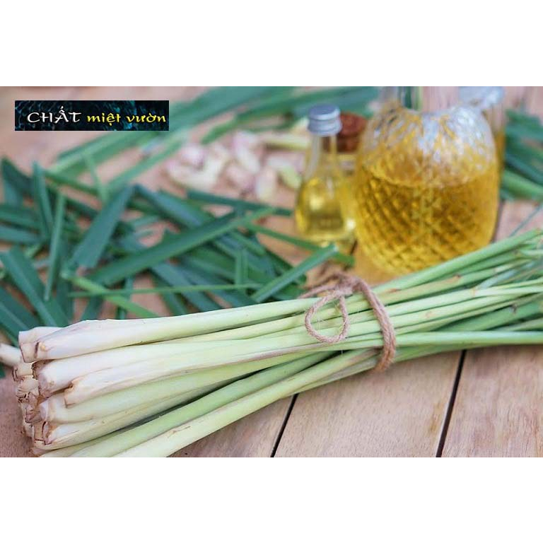 Combo 10 cây sả giống