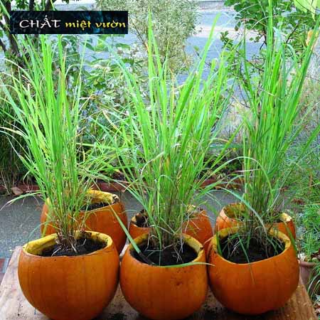 Combo 10 cây sả giống