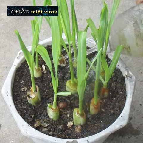 Combo 10 cây sả giống