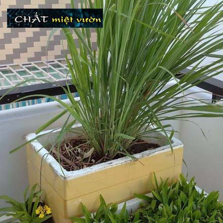 Combo 10 cây sả giống