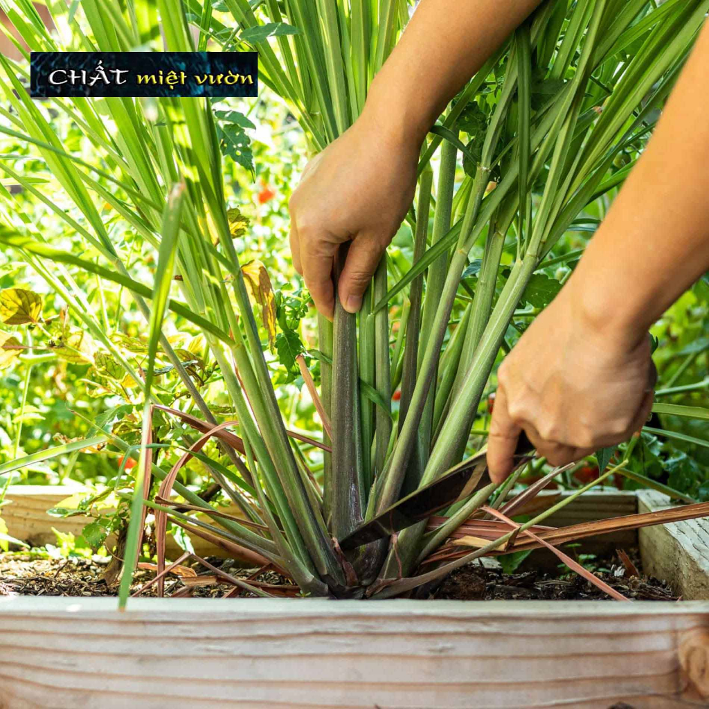 Combo 10 cây sả giống