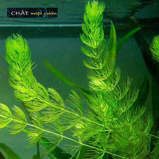 Cây rong đuôi chồn thủy sinh - 1 nhánh