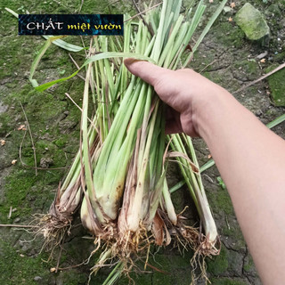 Cây Sả giống