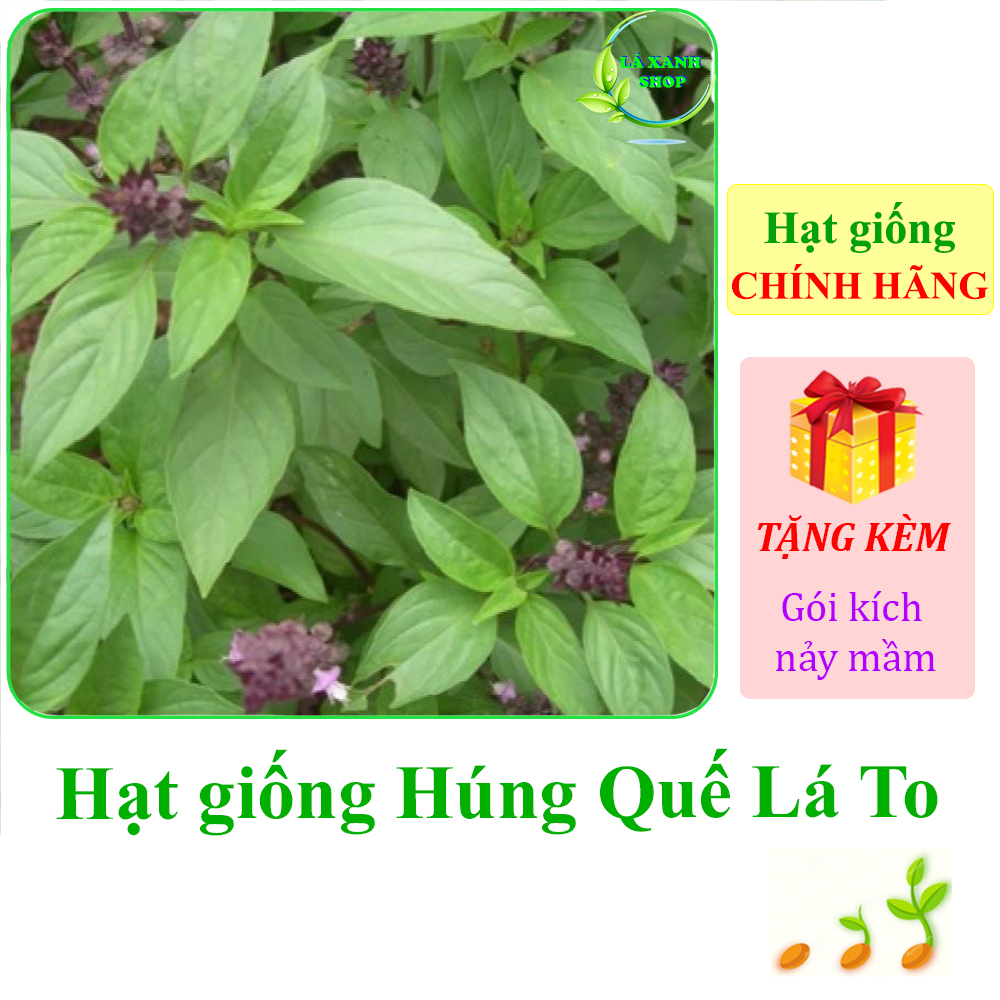 10g Hạt giống Rau Húng Quế Lá To