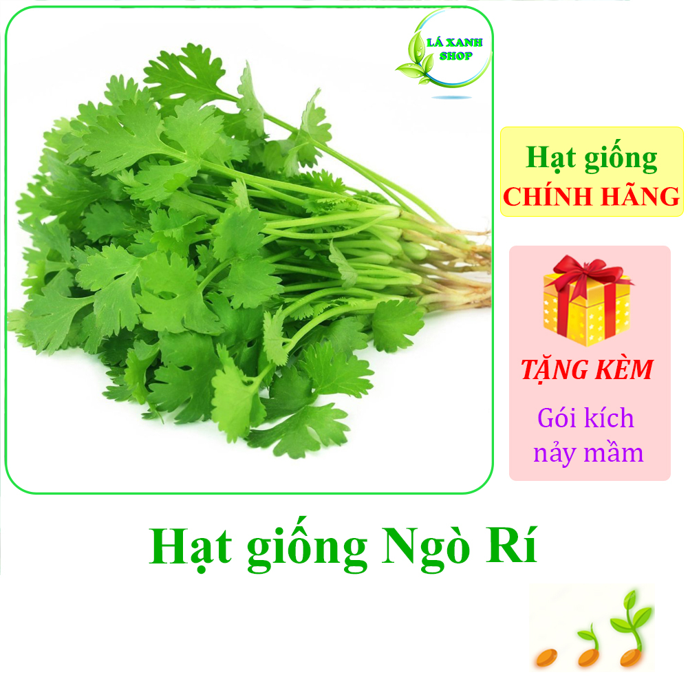 Hạt Giống Ngò Rí Dễ Trồng, Sinh Trưởng và Kháng Bệnh Tốt (gói 20 gr) - Hạt giống Rạng Đông