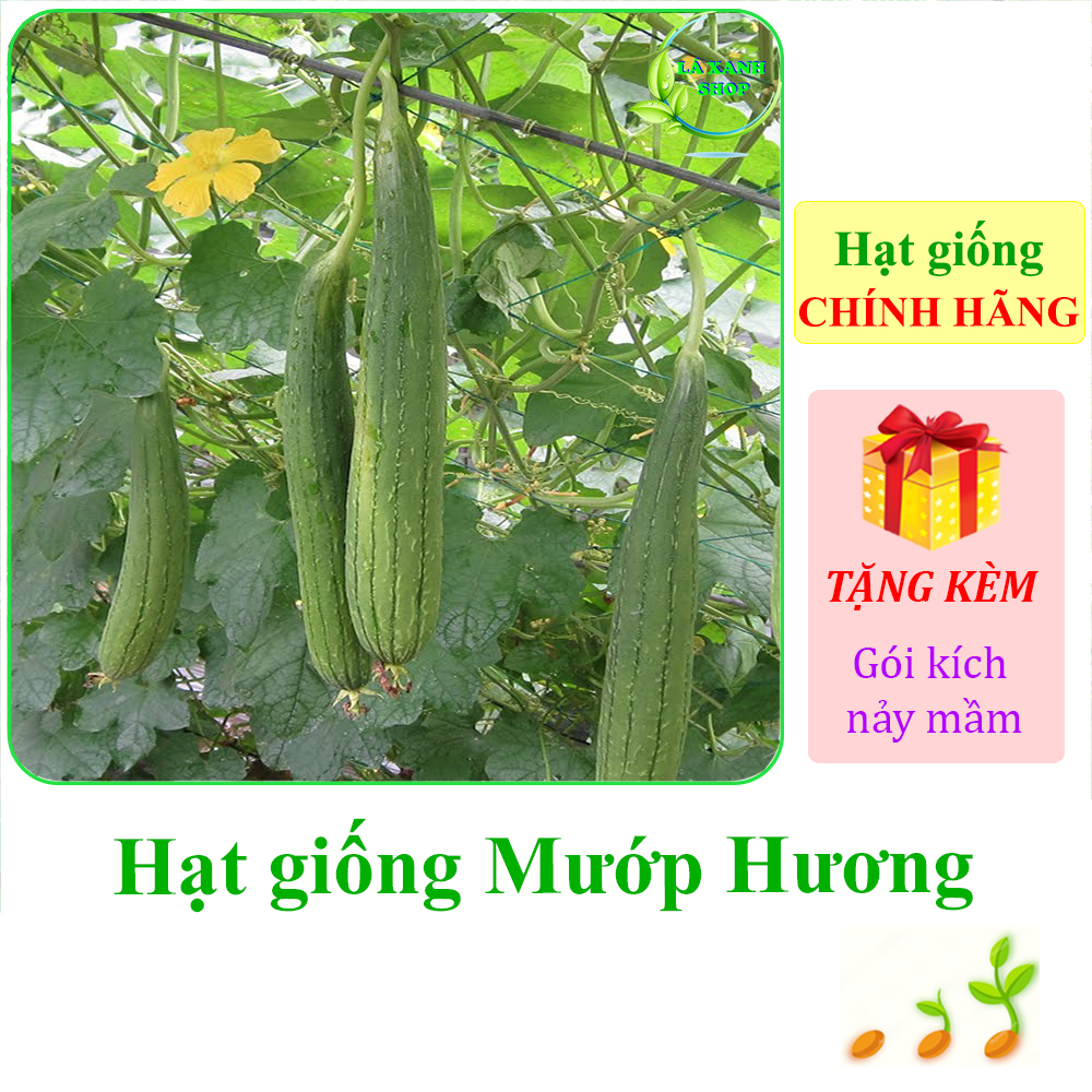 1g Hạt Giống Mướp Hương