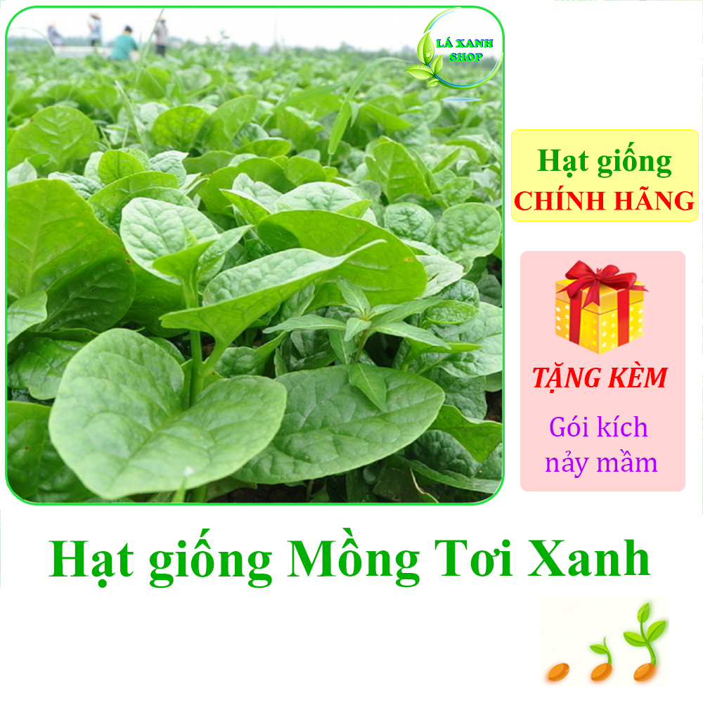 Hạt Giống Mồng Tơi Lá To Cao Sản, Dễ Trồng, Kháng Bệnh Tốt (gói 20 gram) - Hạt giống Rạng Đông