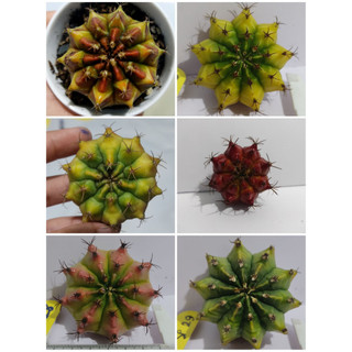 Chậu xương rồng gym vân hàng tuyển, mix gym vàng, đỏ, vân, LB lai - Gynocalycium Special