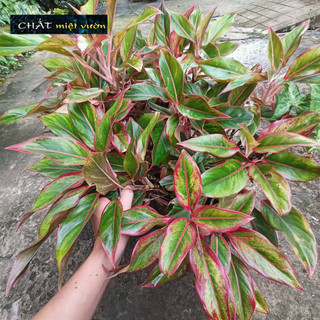 Cây phú quý giống (cây to cao 25-40cm)