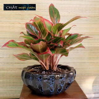 Cây phú quý giống (cây to cao 25-40cm)