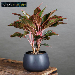Cây phú quý giống (cây to cao 25-40cm)