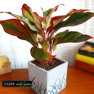 Cây phú quý giống (cây to cao 25-40cm)