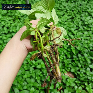 Combo 10 cây quế vị - cây quế nước - cây rau xá xị