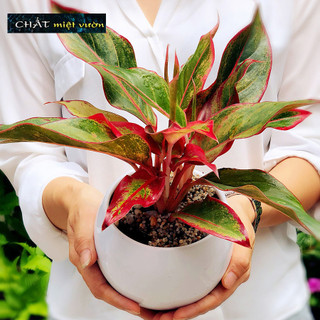Cây phú quý giống (cây to cao 25-40cm)
