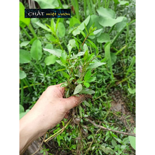 Cây liễu thủy sinh giống