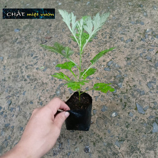 Cây ngải cứu giống (cây cao 20-35cm như hình)