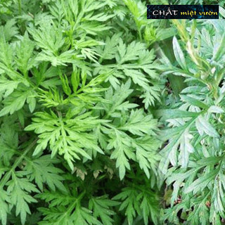 Cây ngải cứu giống (cây cao 20-35cm như hình)