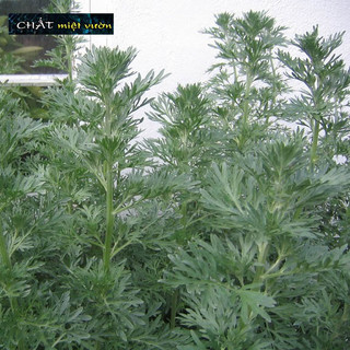 Cây ngải cứu giống (cây cao 20-35cm như hình)