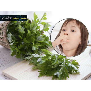 Cây ngải cứu giống (cây cao 20-35cm như hình)