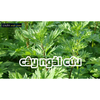 Cây ngải cứu giống (cây cao 20-35cm như hình)