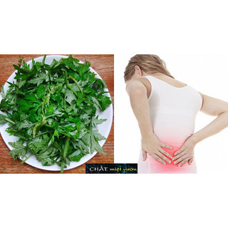 Cây ngải cứu giống (cây cao 20-35cm như hình)